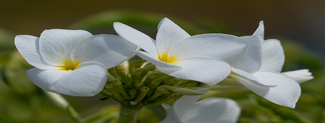 Flores Cayo Santa María